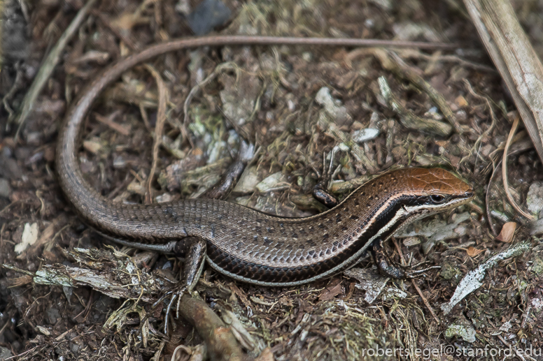 skink